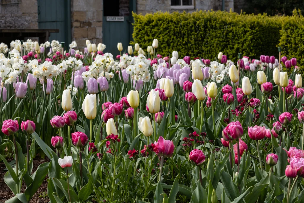 Tulips at Easton Walled Gardens, Stamford, Lincolnshire