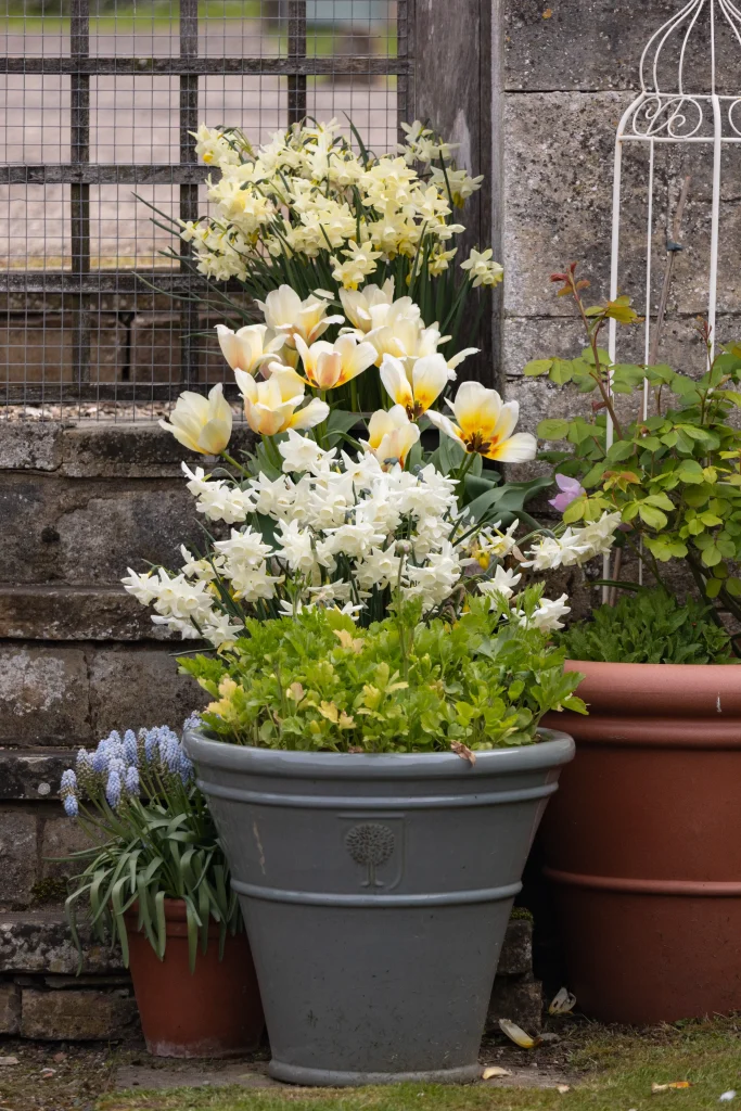 Container planting at Easton Walled Gardens, Grantham, Lincolnshire