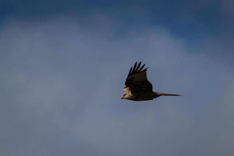 A red kite flying over Easton Walled Gardens, Lincolnshire